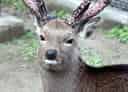 二ホンジカの写真 18